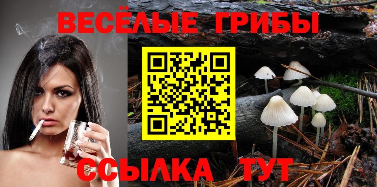 Димитровград  Галлюциногенные грибы прущие грибы  Вход с VPN 